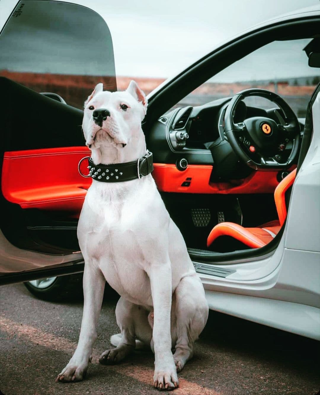 Dogo Argentino Puppies Champion Health Tested Parents. breeder image 25