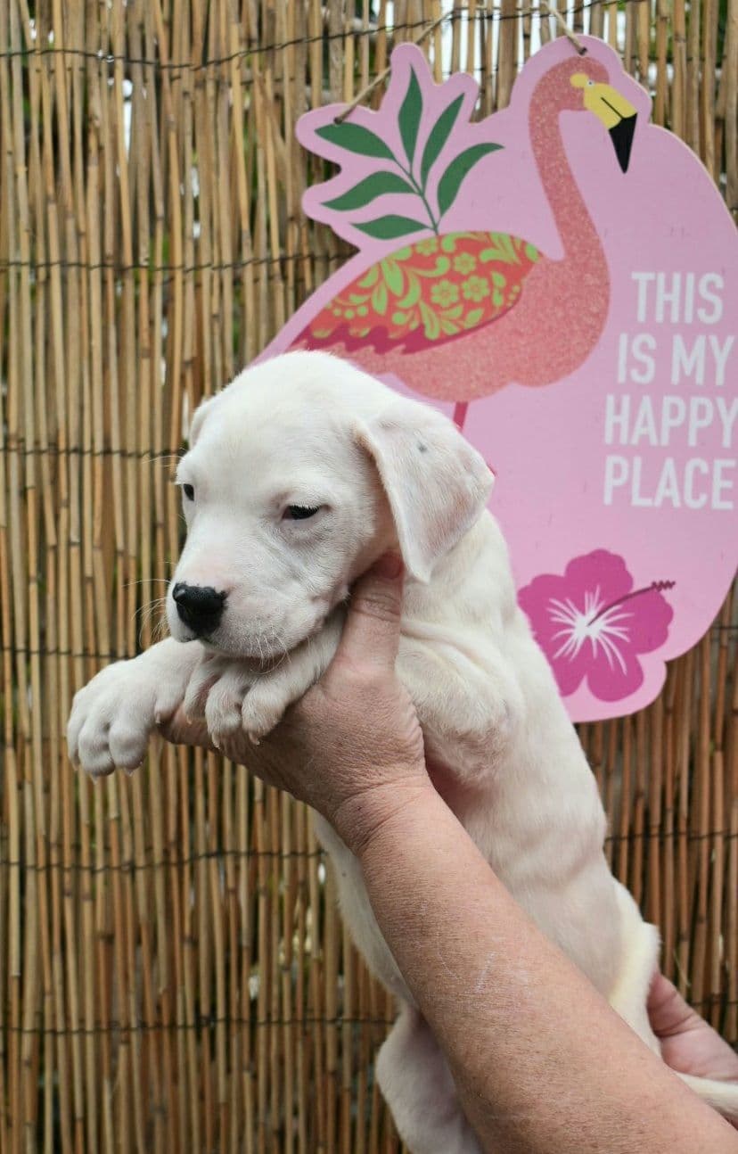 Dogo Argentino Puppies Champion Health Tested Parents. breeder image 26