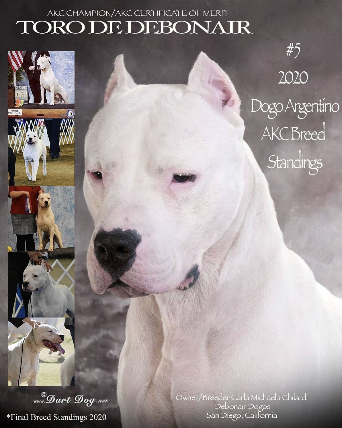 Dogo Argentino Puppies Champion Health Tested Parents. breeder image 28