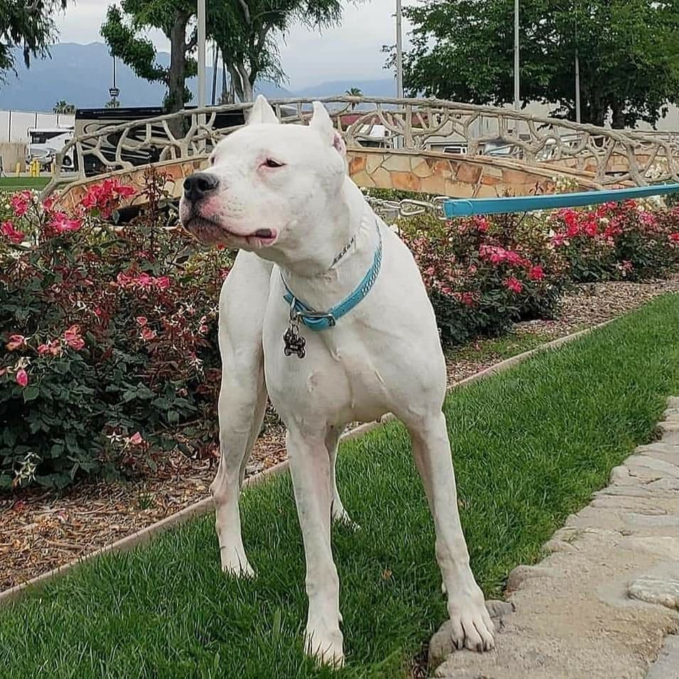 Dogo Argentino Puppies Champion Health Tested Parents. breeder image 27