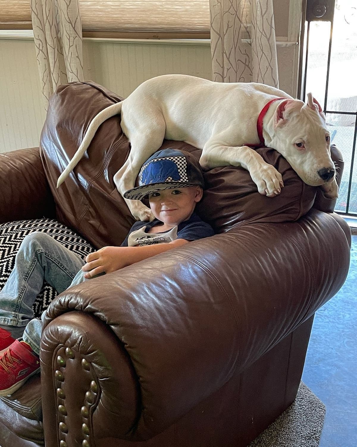 Dogo Argentino Puppies Champion Health Tested Parents. breeder image 30