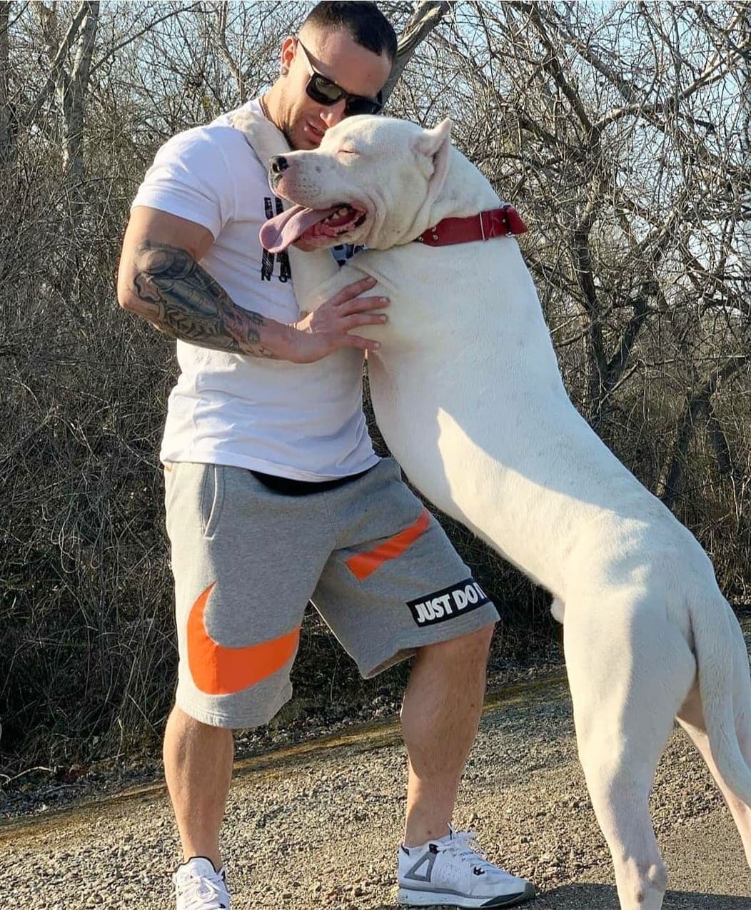 Dogo Argentino Puppies Champion Health Tested Parents. breeder image 31