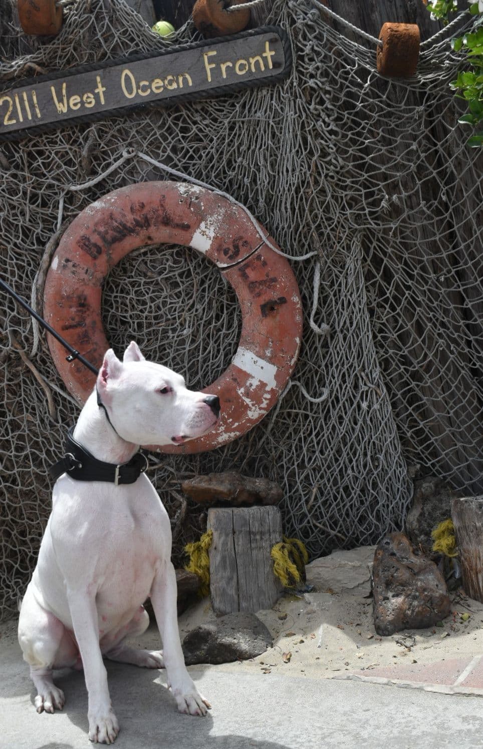 Dogo Argentino Puppies Champion Health Tested Parents. breeder image 32