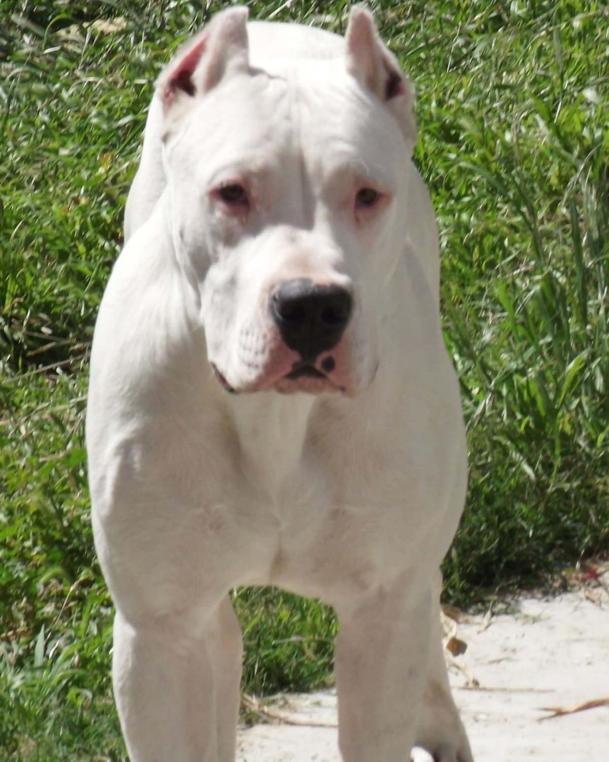 Dogo Argentino Puppies Champion Health Tested Parents. breeder image 33