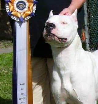 Dogo Argentino Puppies Champion Health Tested Parents. breeder image 34