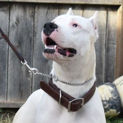 Dogo Argentino Puppies Champion Health Tested Parents. breeder image 37