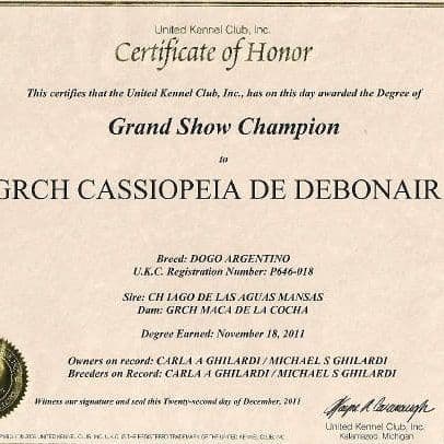 Dogo Argentino Puppies Champion Health Tested Parents. breeder image 38