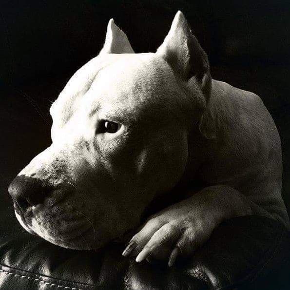Dogo Argentino Puppies Champion Health Tested Parents. breeder image 40