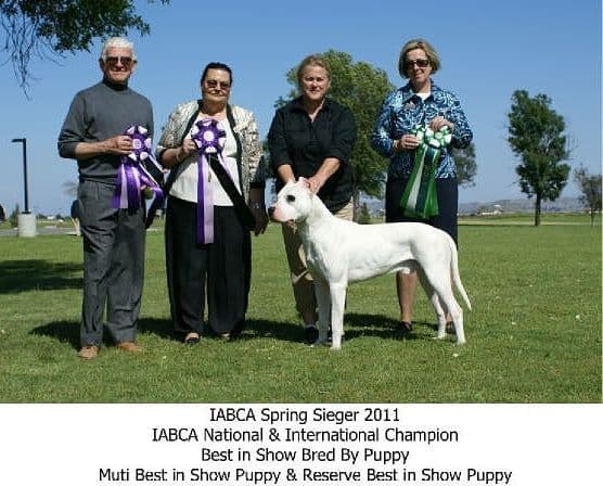 Dogo Argentino Puppies Champion Health Tested Parents. breeder image 41
