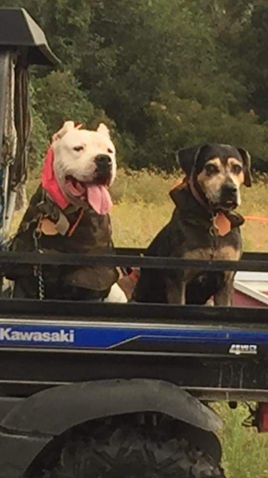 Dogo Argentino Puppies Champion Health Tested Parents. breeder image 43