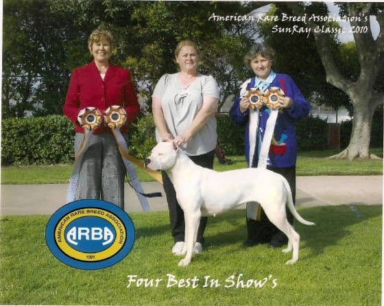 Dogo Argentino Puppies Champion Health Tested Parents. breeder image 44