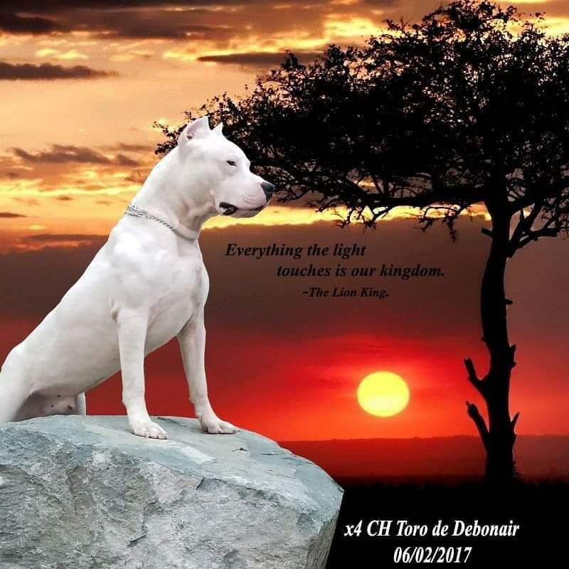 Dogo Argentino Puppies Champion Health Tested Parents. breeder image 45