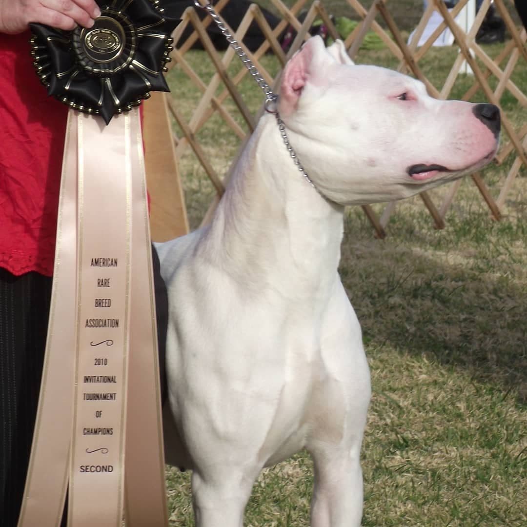 Dogo Argentino Puppies Champion Health Tested Parents. breeder image 46