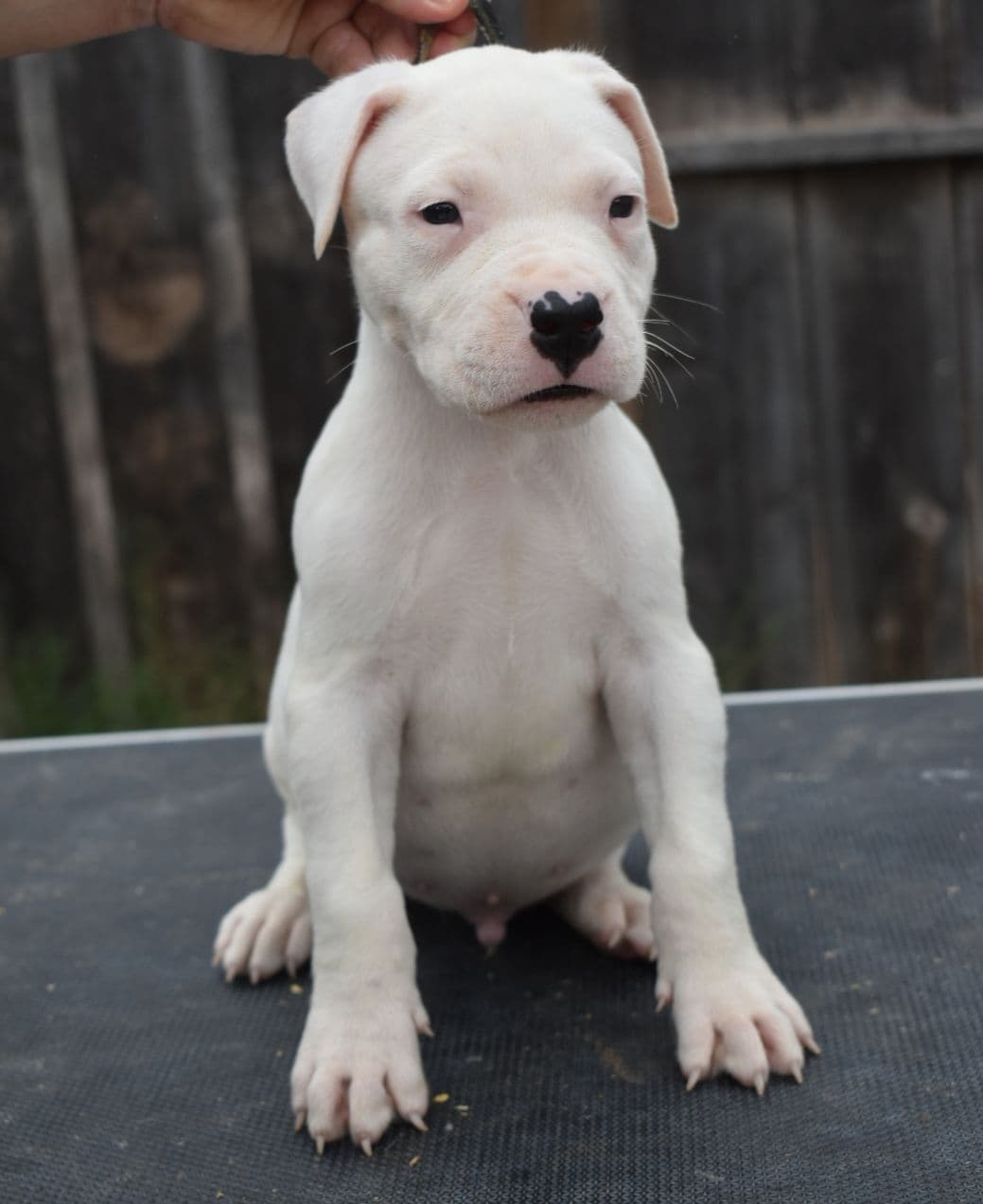 Dogo Argentino Puppies Champion Health Tested Parents. breeder image 47