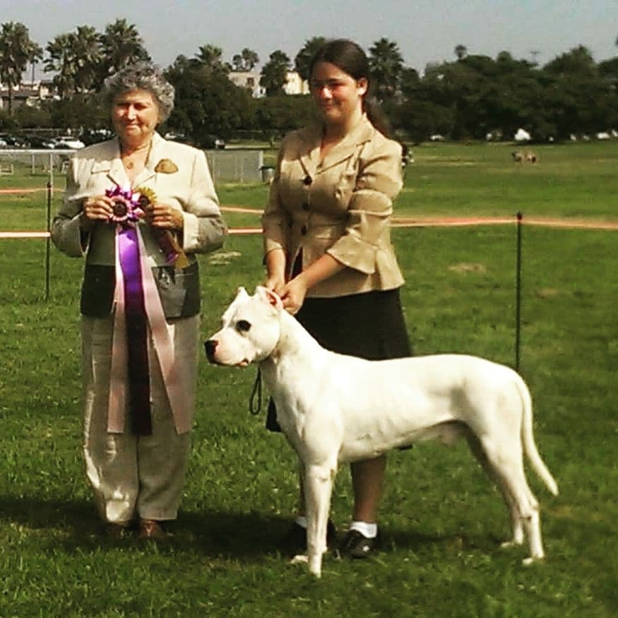 Dogo Argentino Puppies Champion Health Tested Parents. breeder image 48