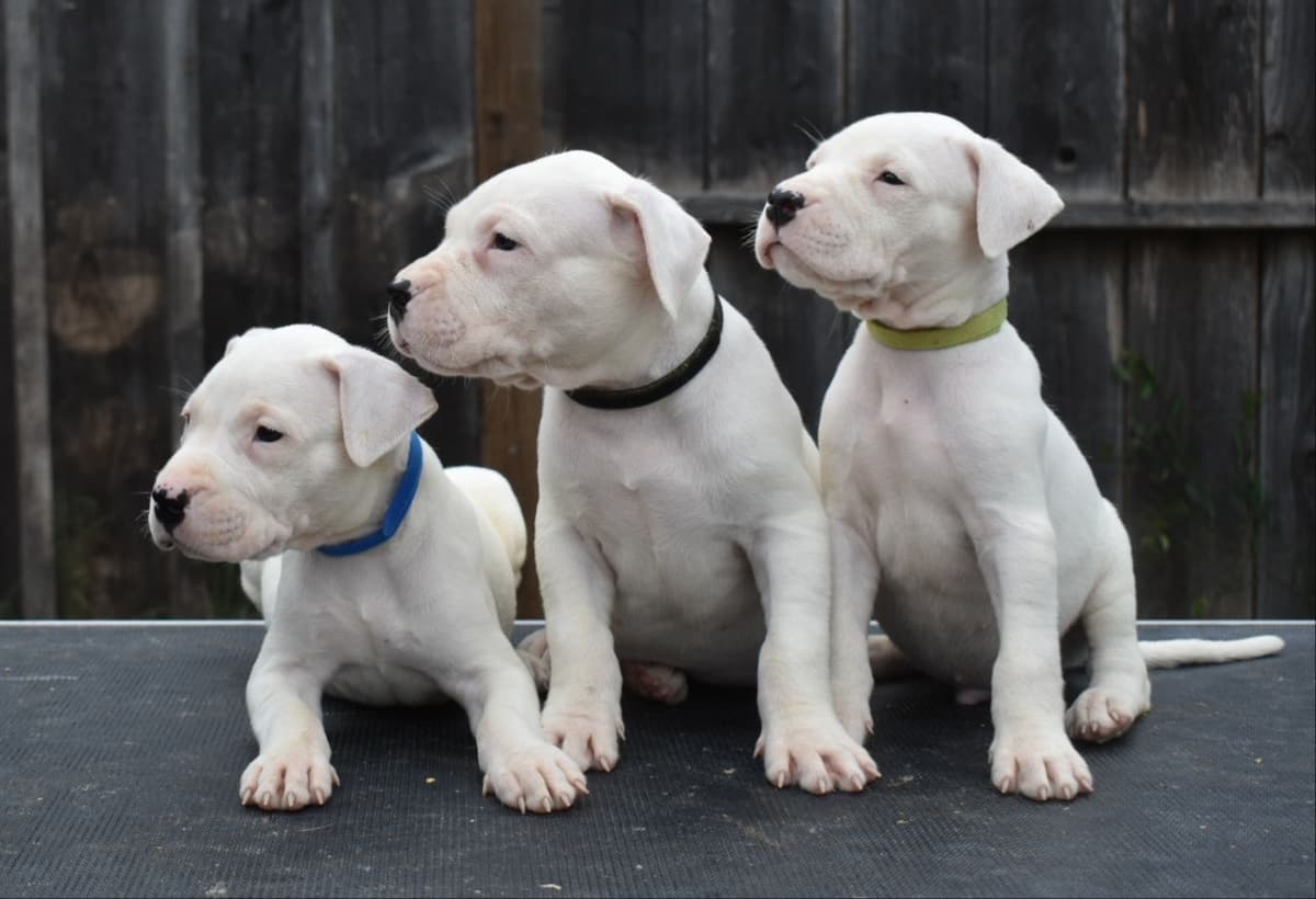 Dogo Argentino Puppies Champion Health Tested Parents. breeder image 49