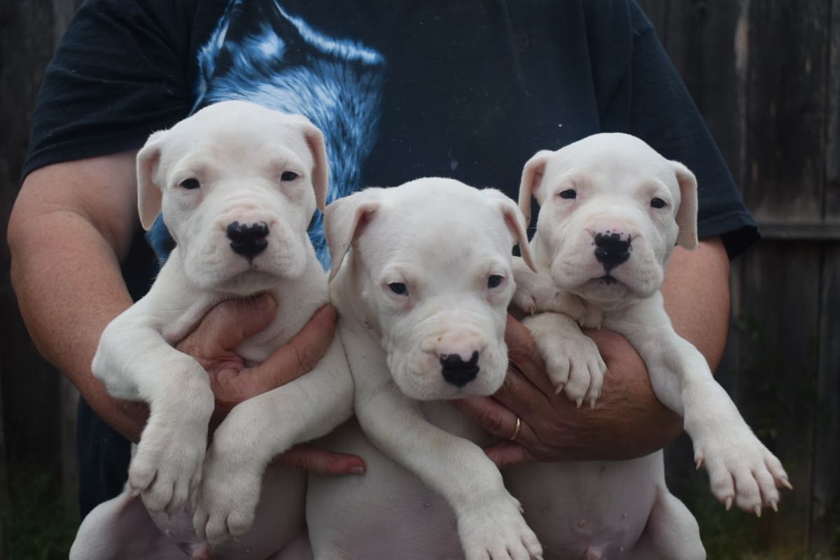 Dogo Argentino Puppies Champion Health Tested Parents. breeder image 51