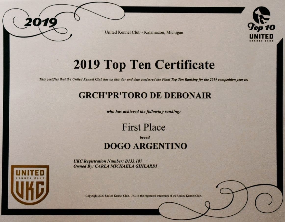 Dogo Argentino Puppies Champion Health Tested Parents. breeder image 52