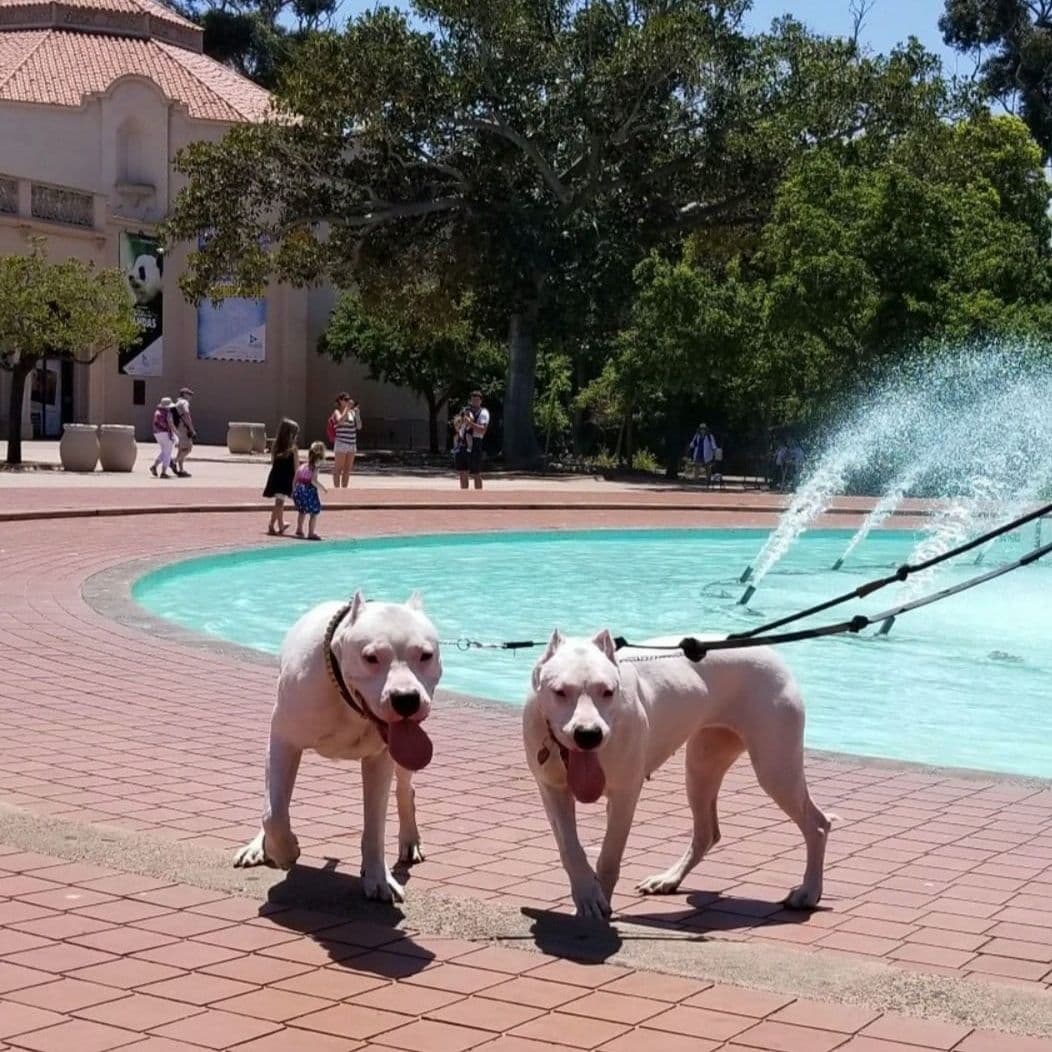Dogo Argentino Puppies Champion Health Tested Parents. breeder image 55