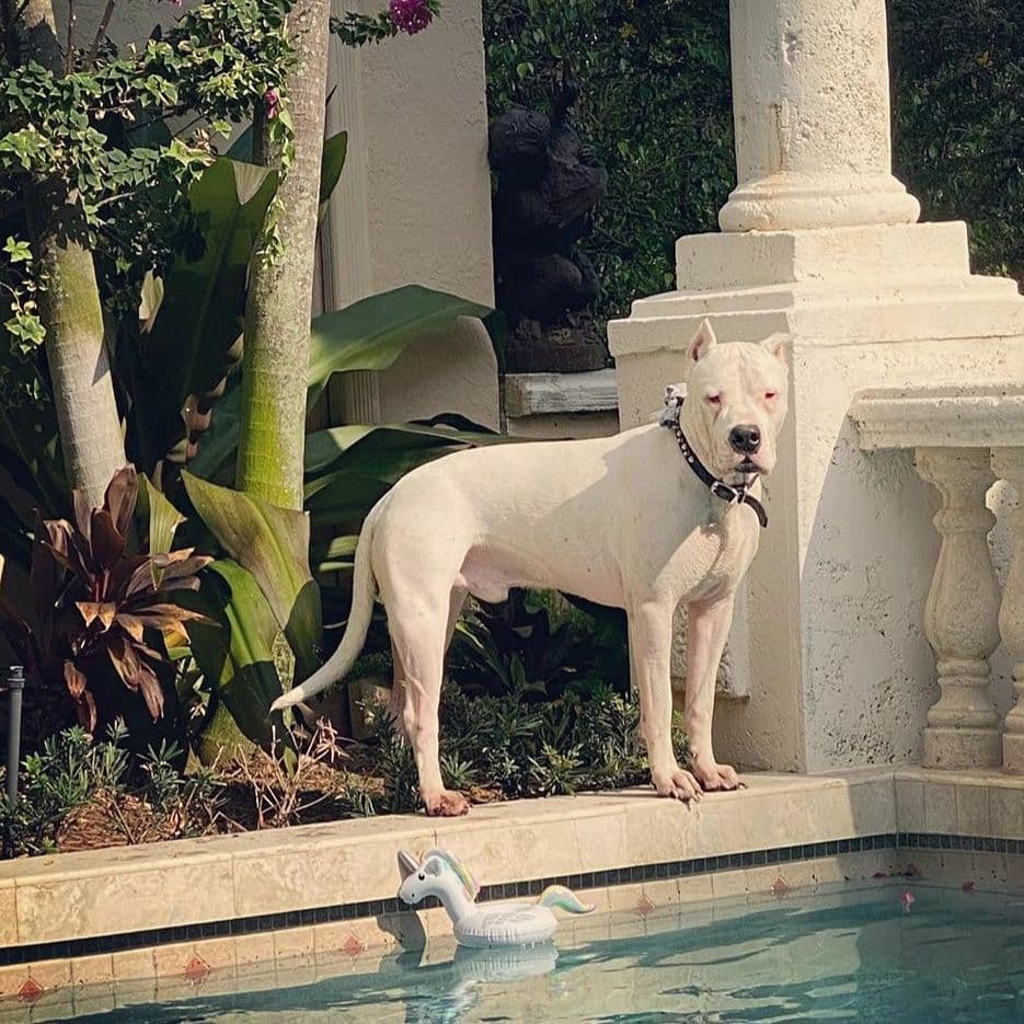 Dogo Argentino Puppies Champion Health Tested Parents. breeder image 54
