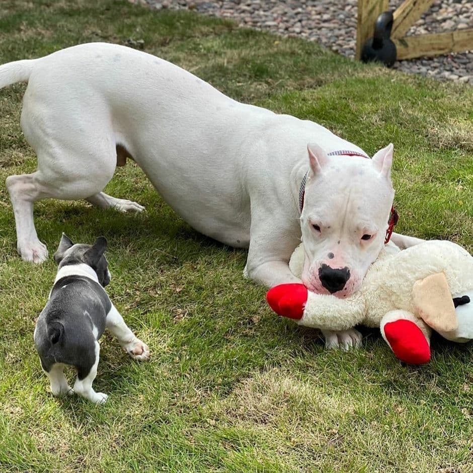 Dogo Argentino Puppies Champion Health Tested Parents. breeder image 53