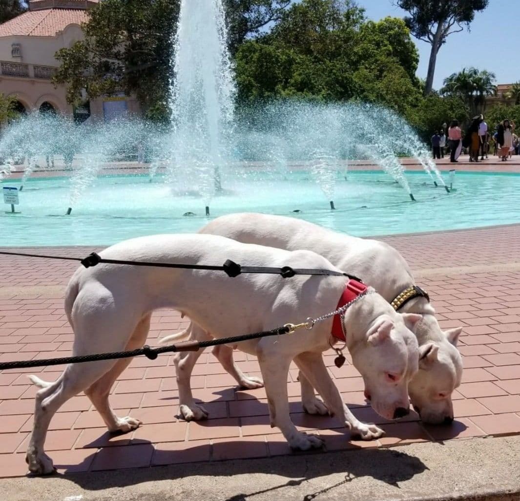Dogo Argentino Puppies Champion Health Tested Parents. breeder image 56