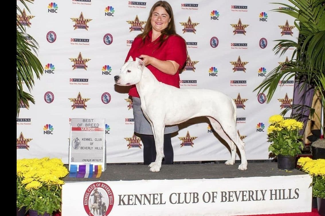 Dogo Argentino Puppies Champion Health Tested Parents. breeder image 1