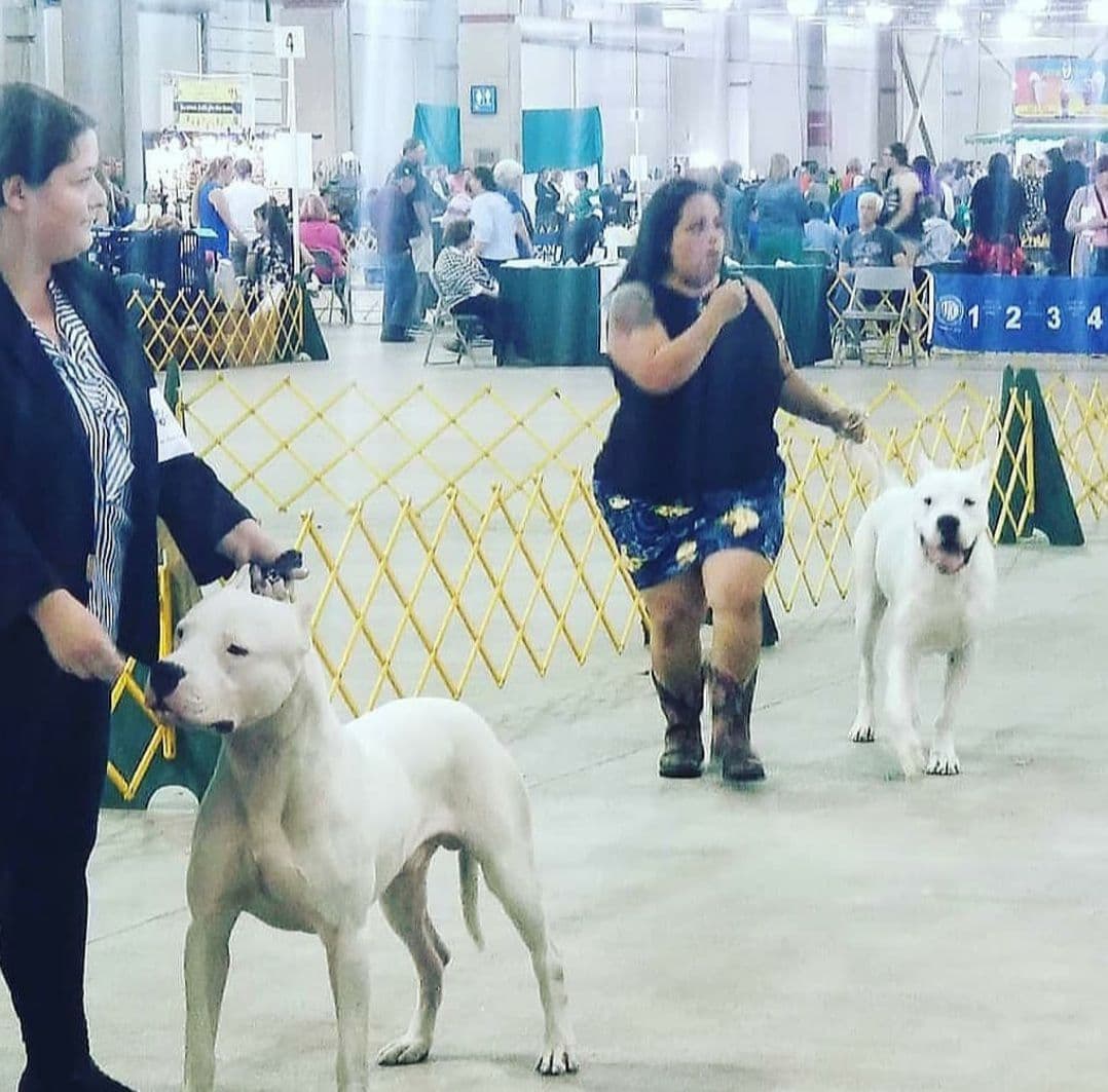 Dogo Argentino Puppies Champion Health Tested Parents. breeder image 60