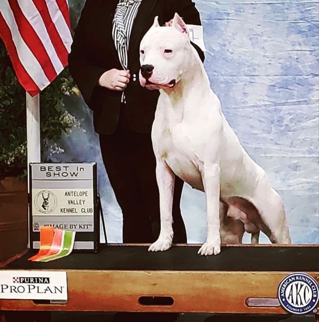 Dogo Argentino Puppies Champion Health Tested Parents. breeder image 61