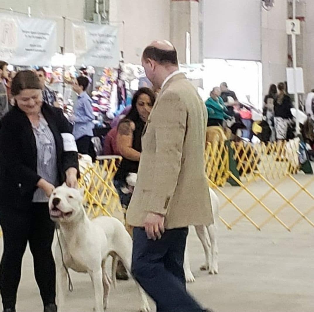 Dogo Argentino Puppies Champion Health Tested Parents. breeder image 67