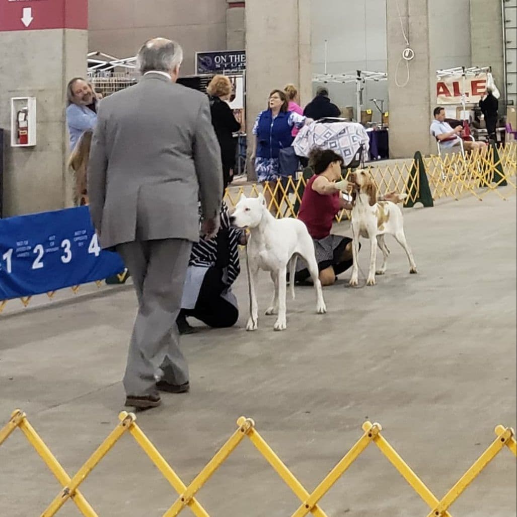 Dogo Argentino Puppies Champion Health Tested Parents. breeder image 63