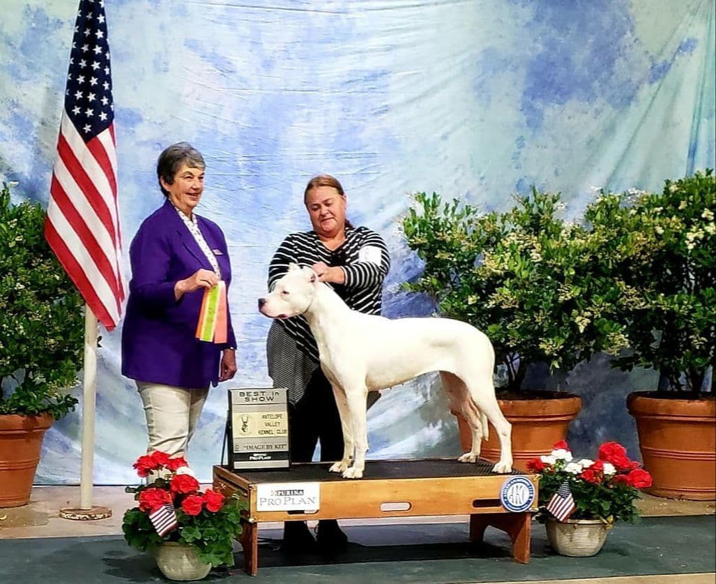 Dogo Argentino Puppies Champion Health Tested Parents. breeder image 64