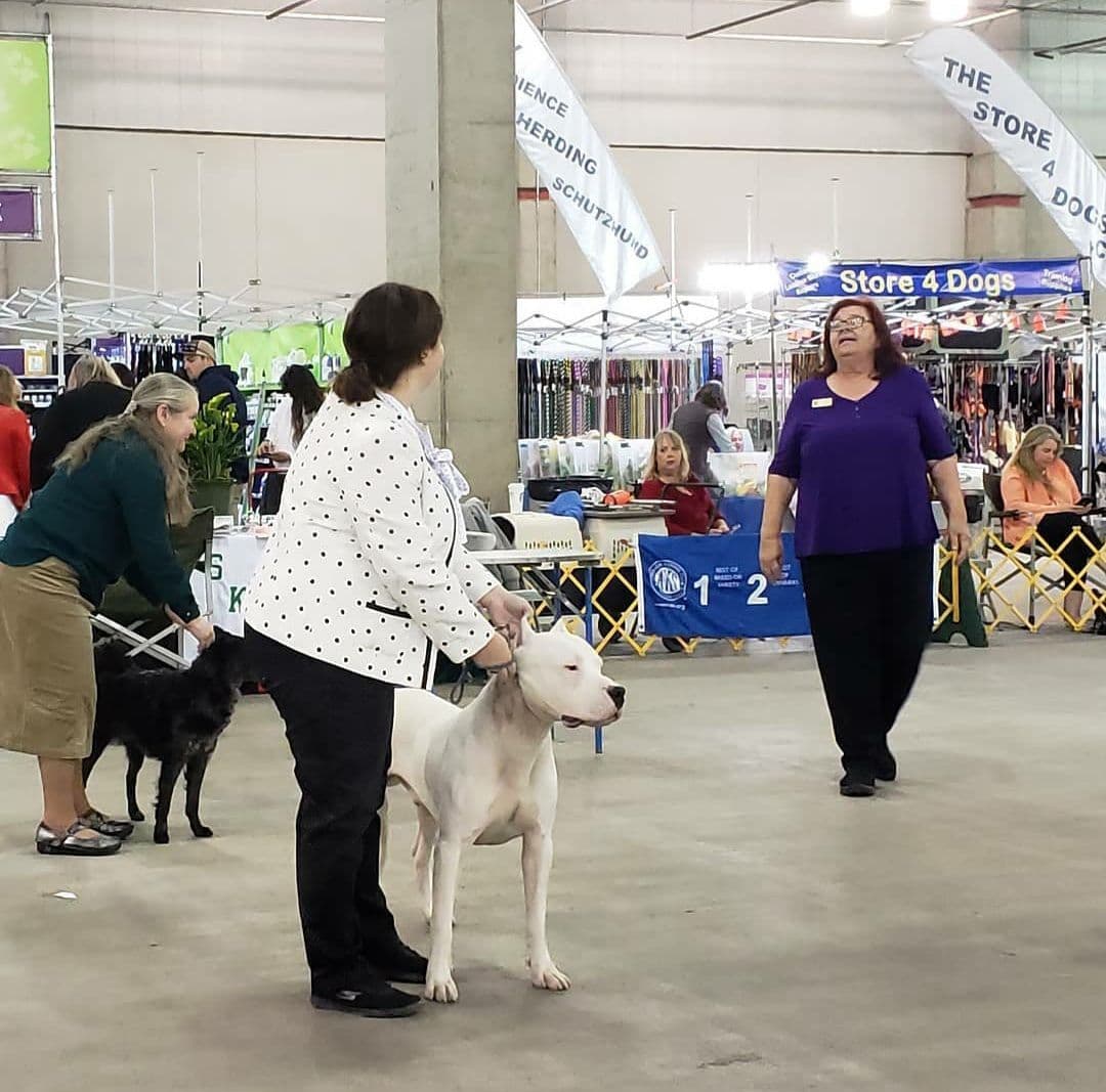 Dogo Argentino Puppies Champion Health Tested Parents. breeder image 66
