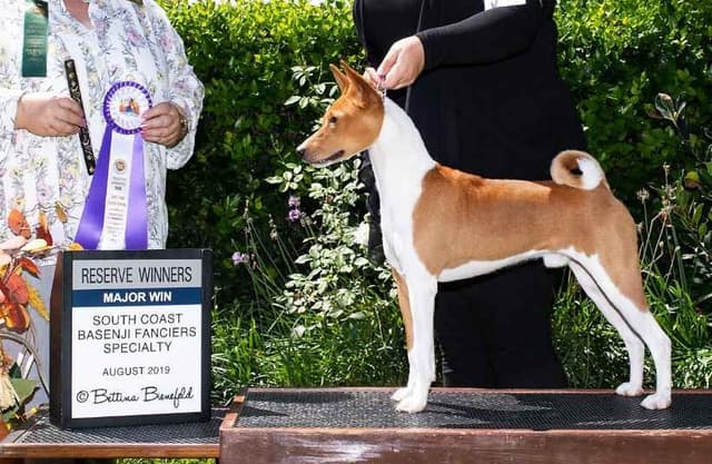 Basenji Puppy Health Tested Grand Champion Parents! media 8