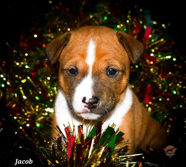 Basenji Puppy Health Tested Grand Champion Parents! media 5