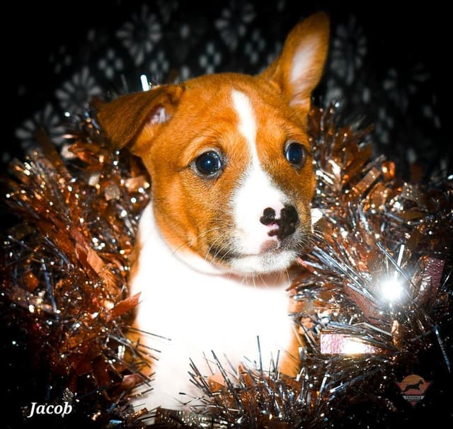 Basenji Puppy Health Tested Grand Champion Parents! media 4