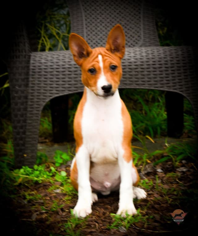 Basenji Puppy Health Tested Grand Champion Parents! media 3