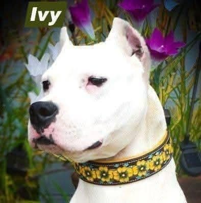 Dogo Argentino Puppies Champion Health Tested Parents. media 2