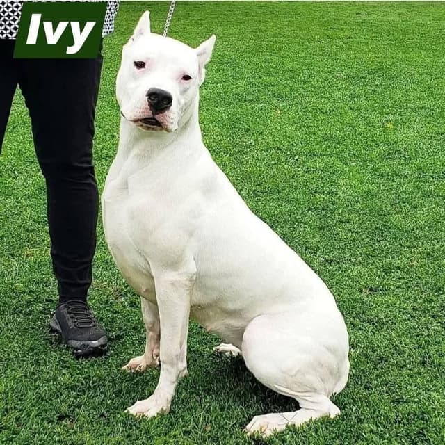 Dogo Argentino Puppies Champion Health Tested Parents. media 3