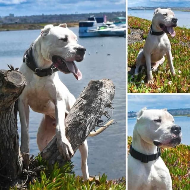 Dogo Argentino Puppies Champion Health Tested Parents. media 4