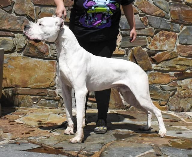 Dogo Argentino Puppies Champion Health Tested Parents. media 5