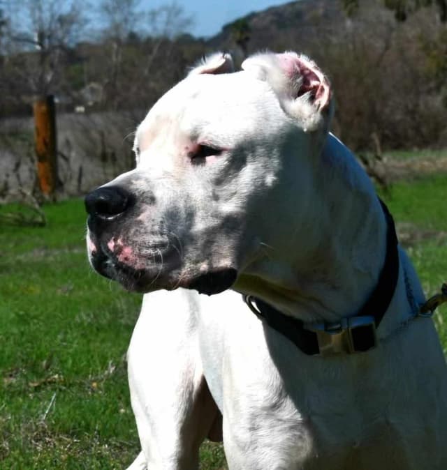 Dogo Argentino Puppies Champion Health Tested Parents. media 6