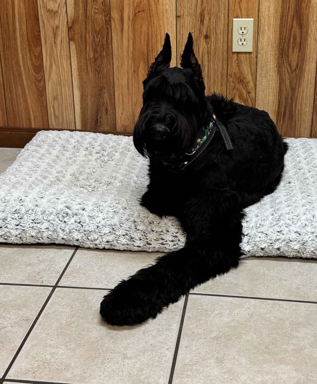 Giant Schnauzer Puppies media 3