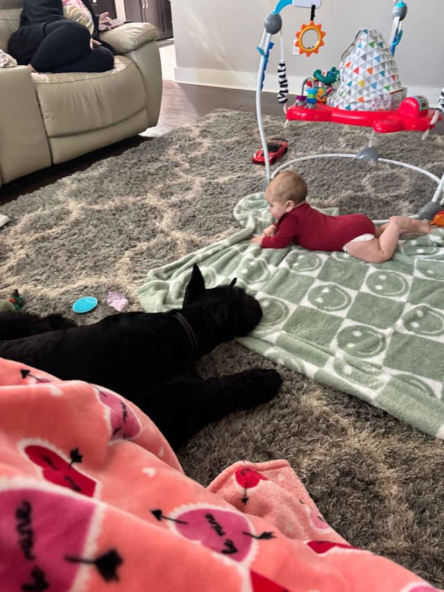 Giant Schnauzer Puppies media 4