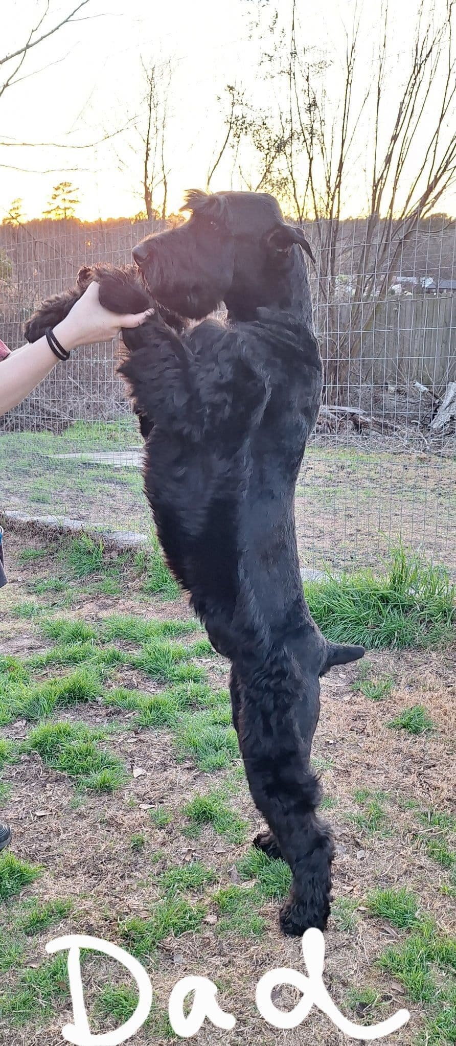 Giant Schnauzer Puppies breeder image 1