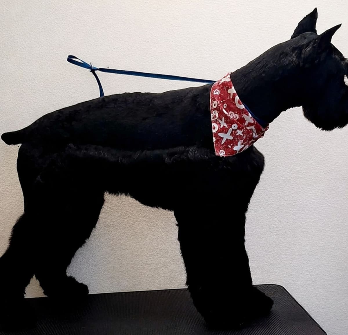 Giant Schnauzer Puppies breeder image 2