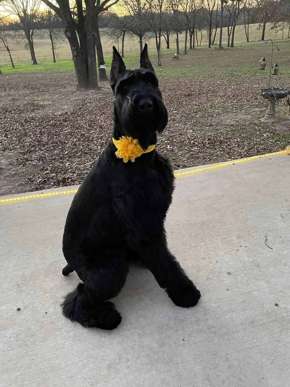 Giant Schnauzer Puppies breeder image 3