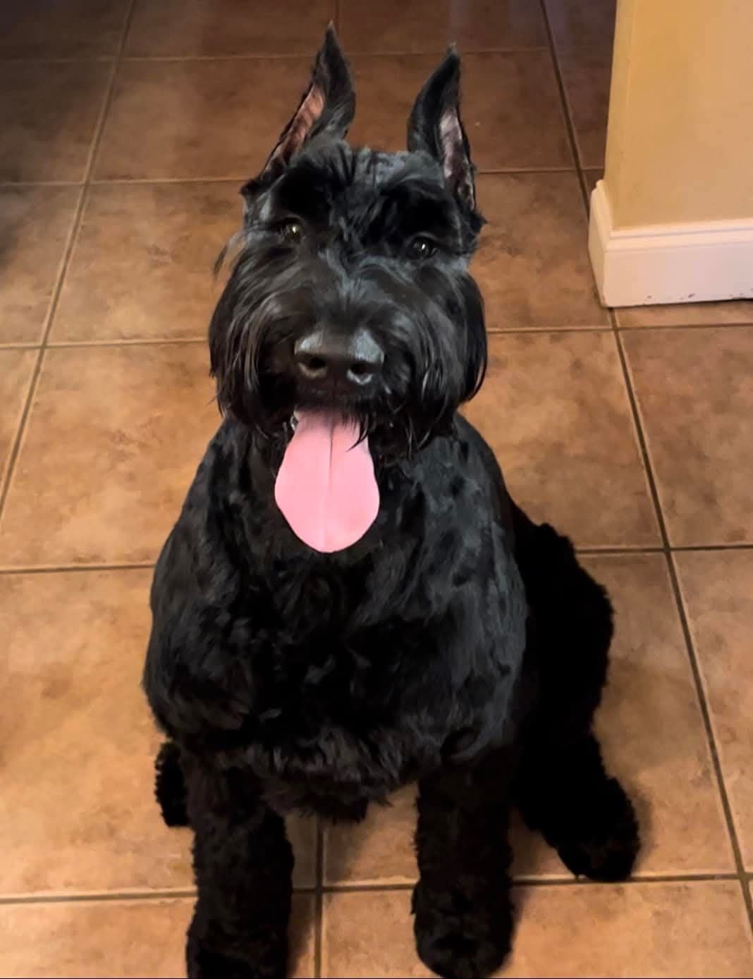 Giant Schnauzer Puppies breeder image 4