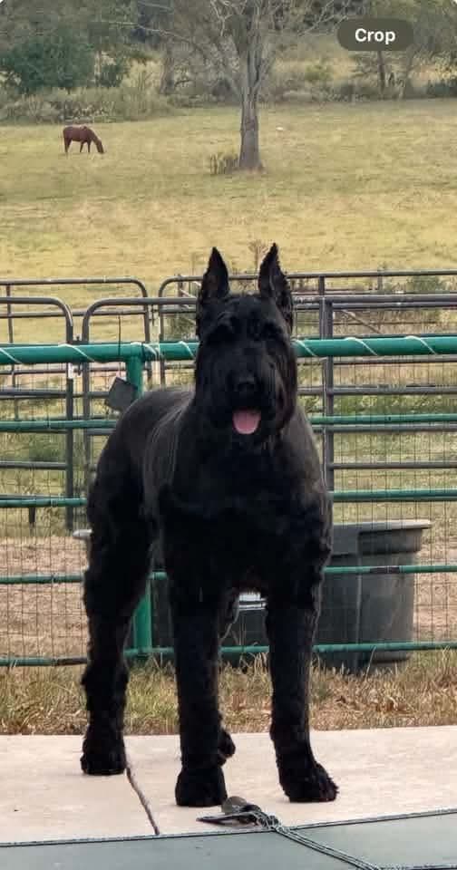 Giant Schnauzer Puppies media 5