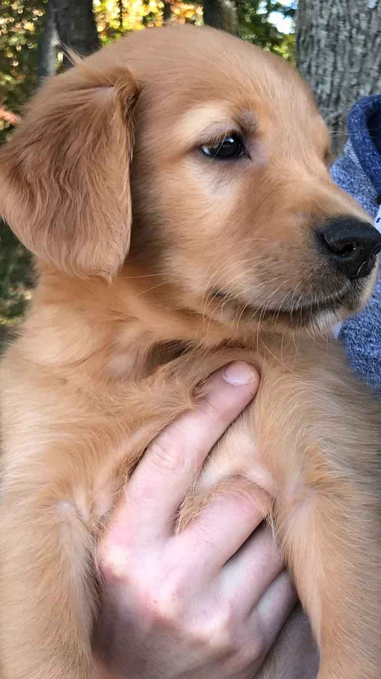 Golden Retriever Puppies breeder image 1